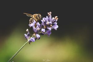 IMG_9769-Edit