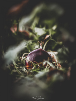 MG_0648-Edit